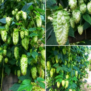 IMG_20180819_085706_resized